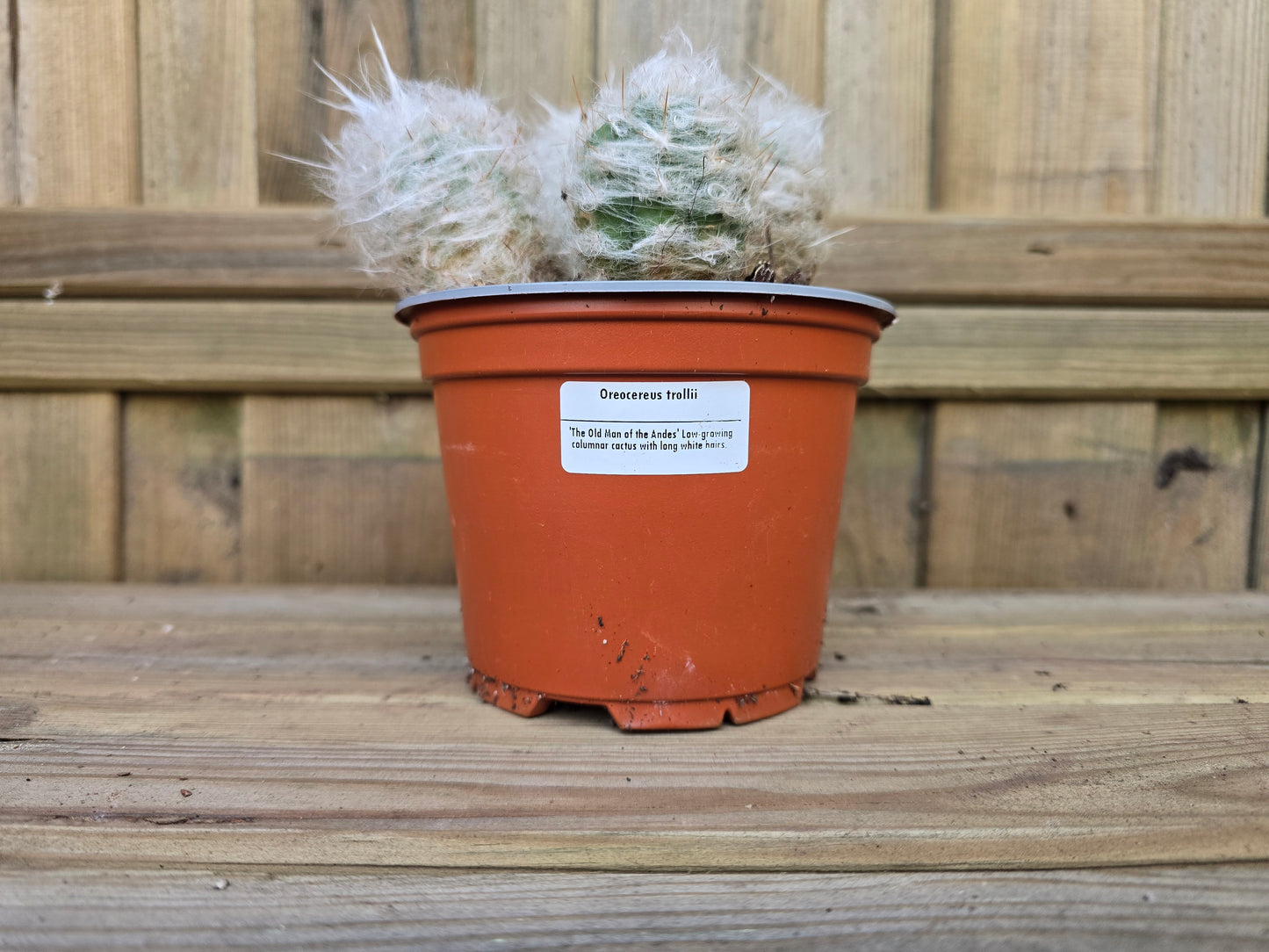 Individual 12cm Cactus - For Your Home or Office