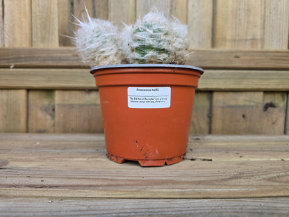 Individual 12cm Cactus - For Your Home or Office