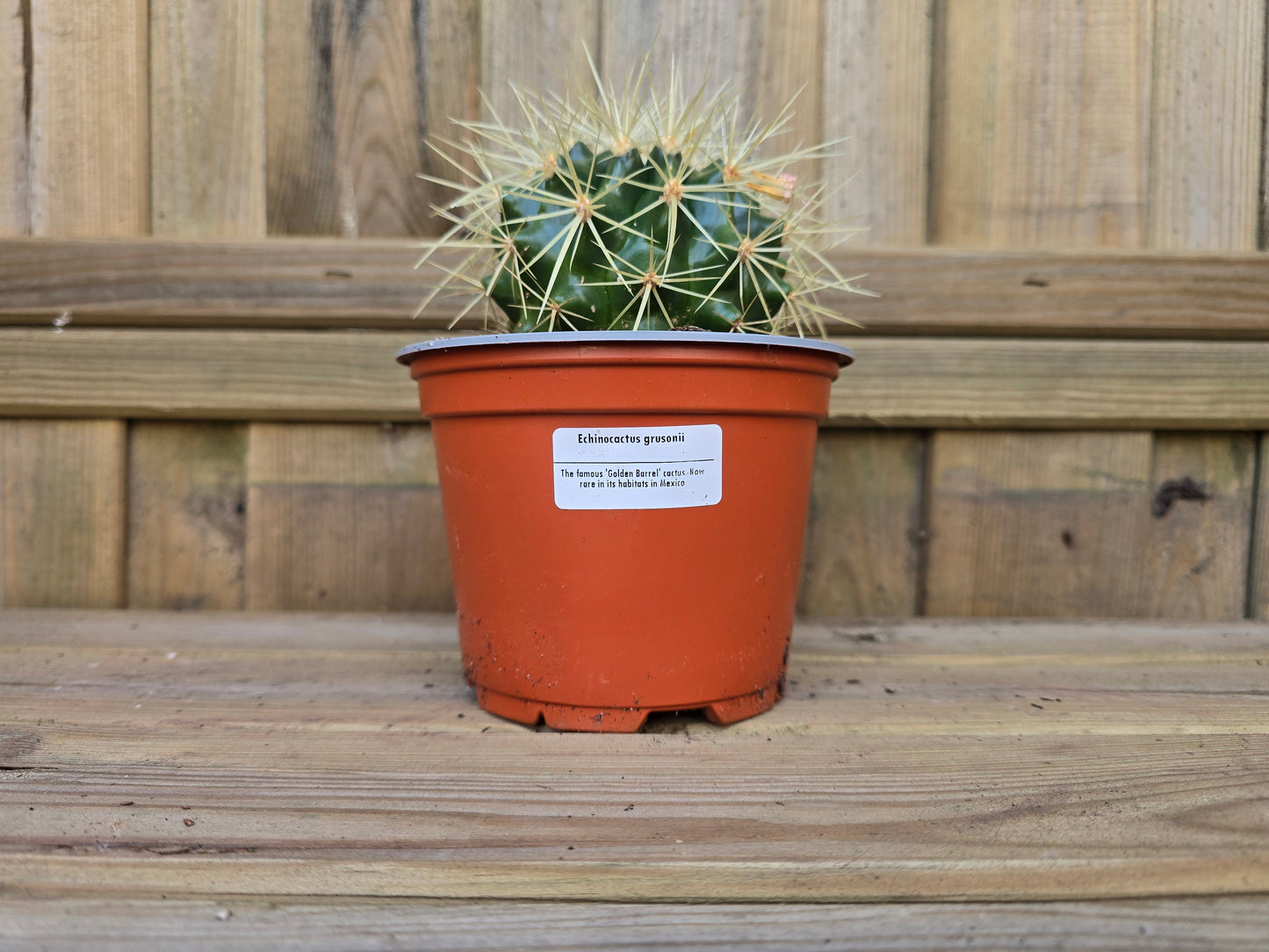 Individual 12cm Cactus - For Your Home or Office