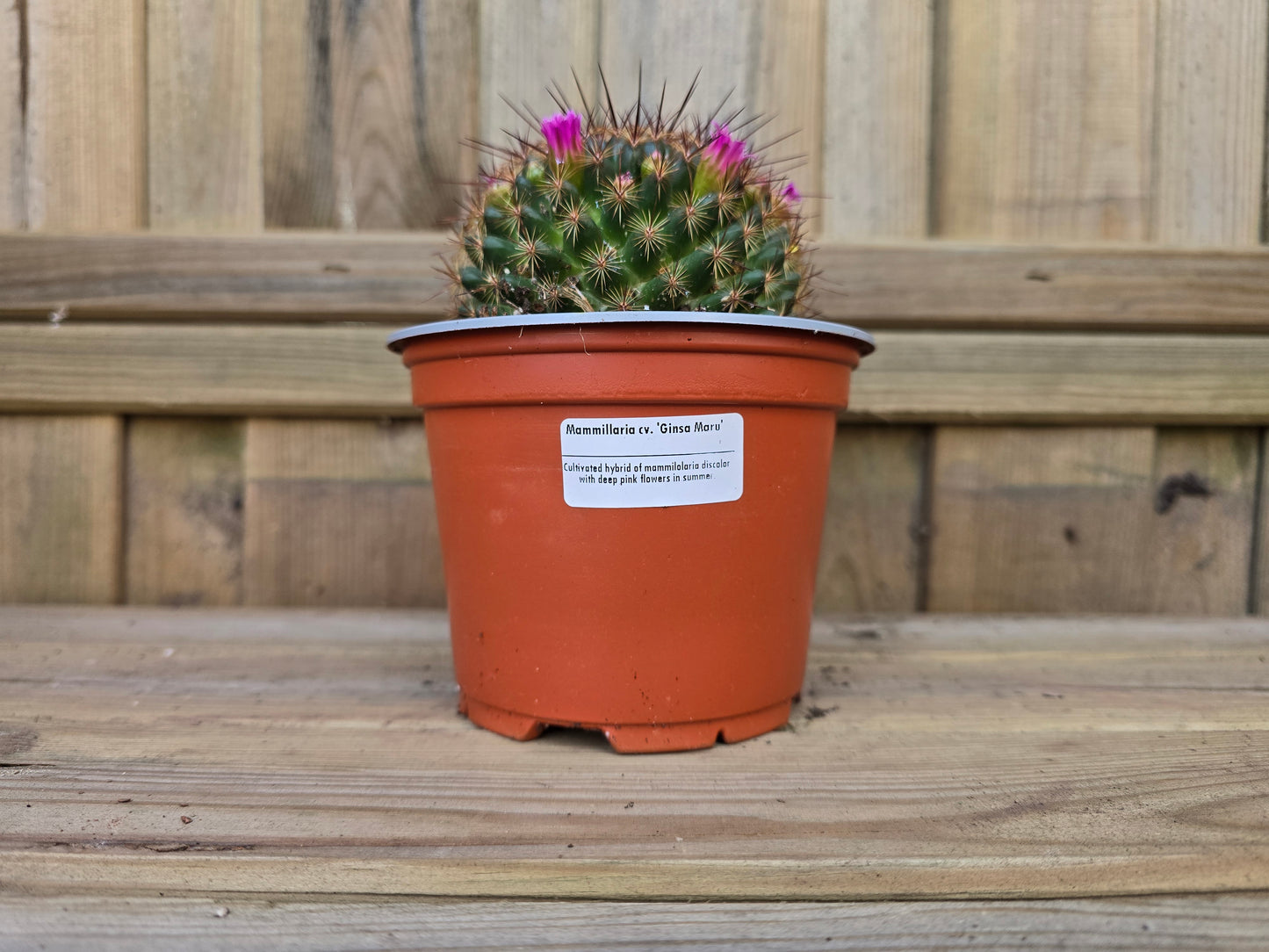 Individual 12cm Cactus - For Your Home or Office