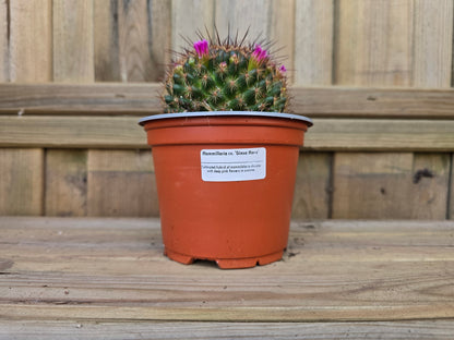 Individual 12cm Cactus - For Your Home or Office