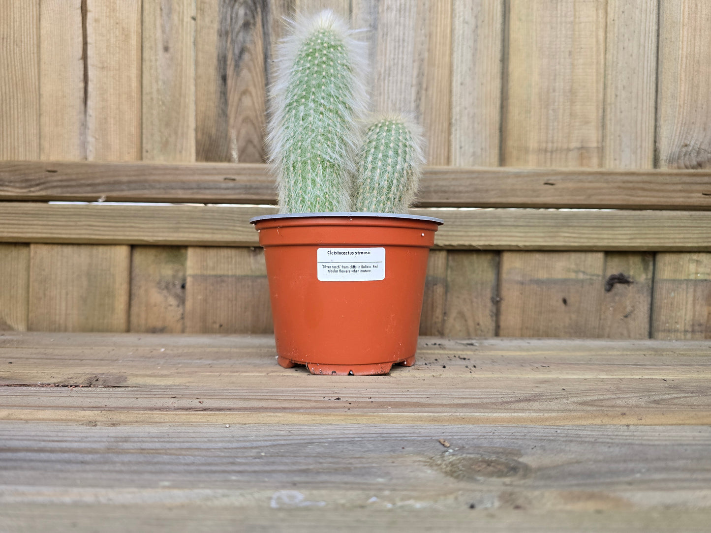 Individual 12cm Cactus - For Your Home or Office