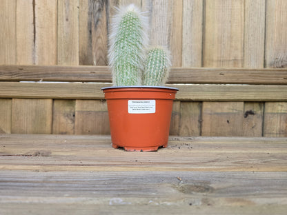 Individual 12cm Cactus - For Your Home or Office