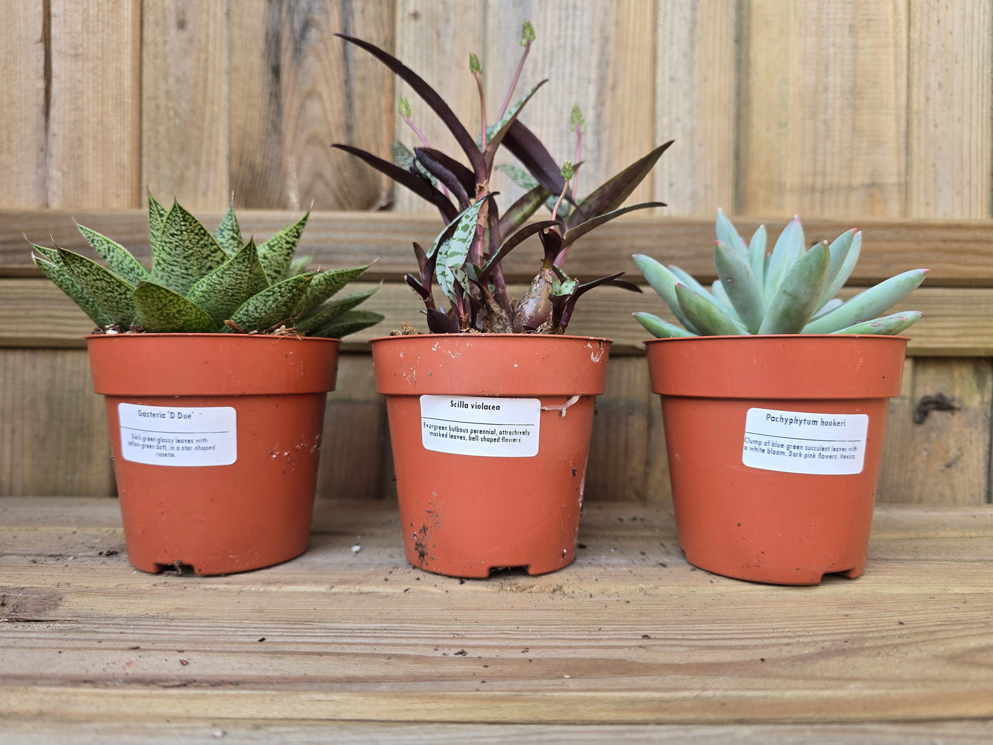 8.5cm Sea Blue Zamora Face Pot with Drop-In Succulent