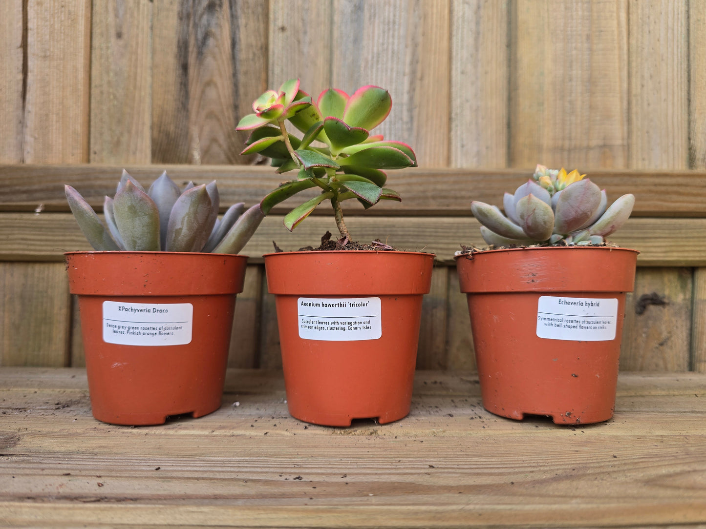 8.5cm Sea Blue Zamora Face Pot with Drop-In Succulent
