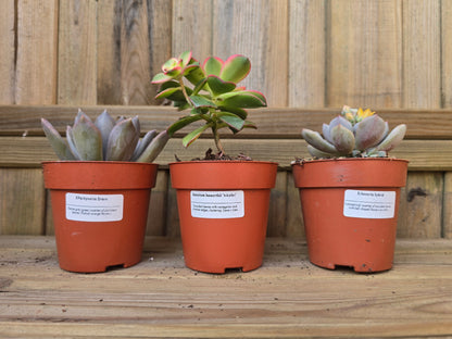 8.5cm Sea Blue Zamora Face Pot with Drop-In Succulent