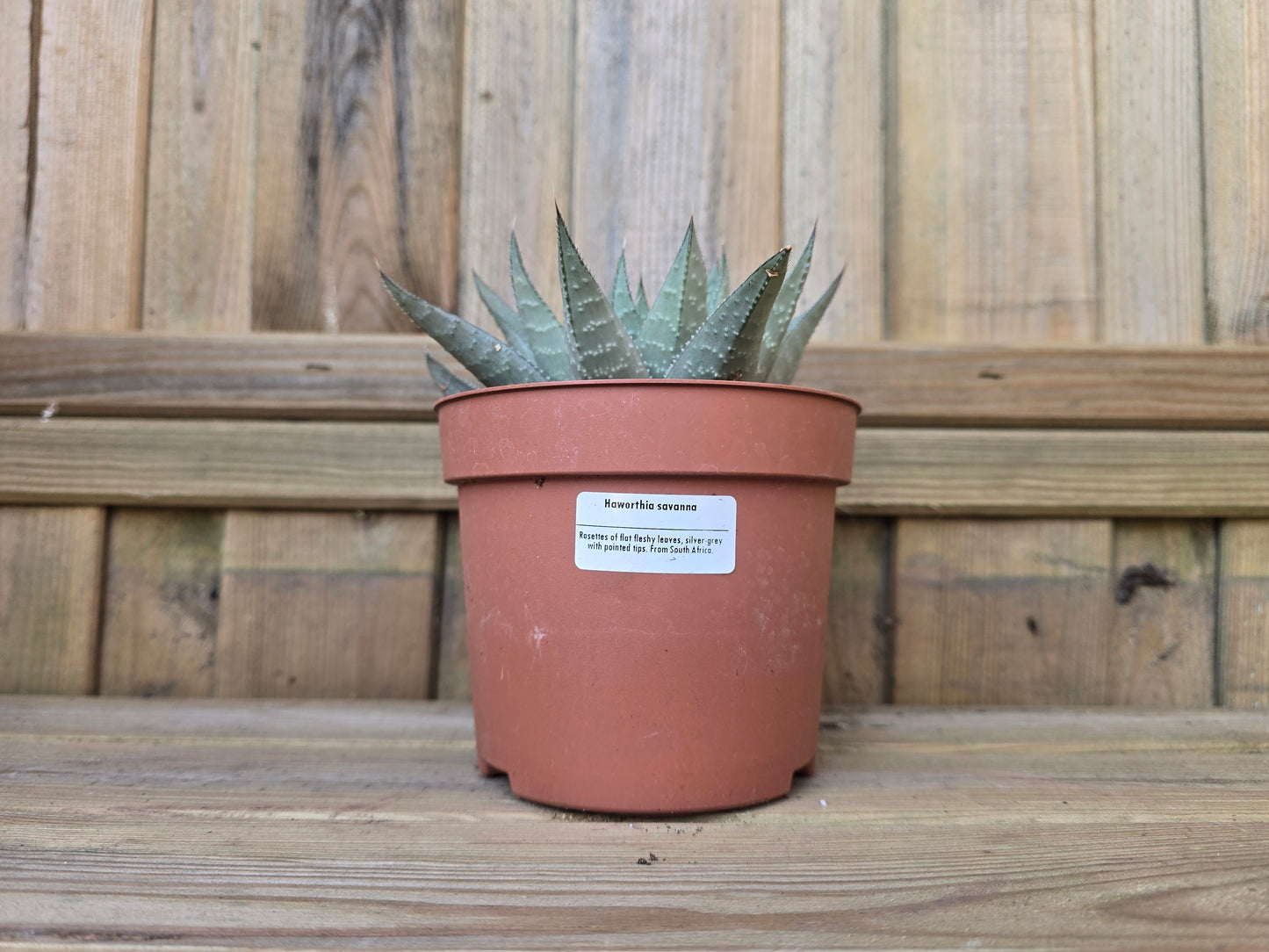 Individual 12cm Succulent Plant