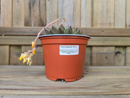 Individual 12cm Succulent Plant