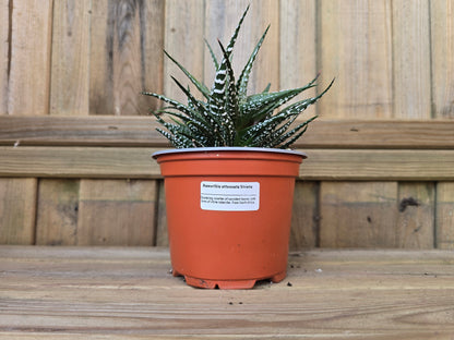 Individual 12cm Succulent Plant