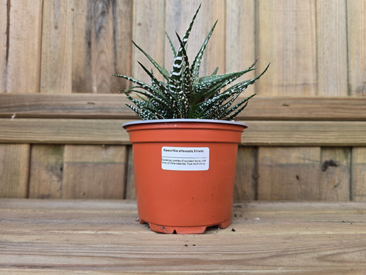 Individual 12cm Succulent Plant