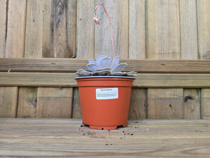 Individual 12cm Succulent Plant