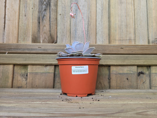 Individual 12cm Succulent Plant
