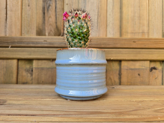 8.5cm Blue Pastel Pot with Drop-In Cactus