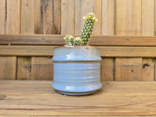 8.5cm Blue Pastel Pot with Drop-In Cactus