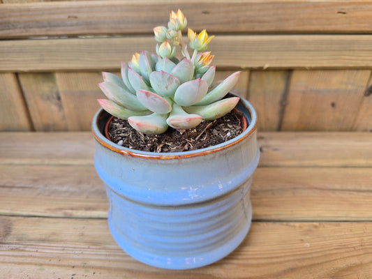 8.5cm Blue Pastel Pot with Drop-In Succulent