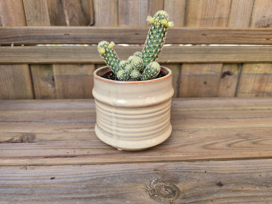 8.5cm Cream Pastel Pot with Drop-In Cactus
