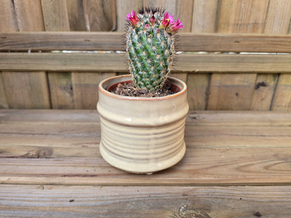 8.5cm Cream Pastel Pot with Drop-In Cactus