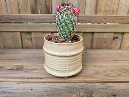 8.5cm Cream Pastel Pot with Drop-In Cactus