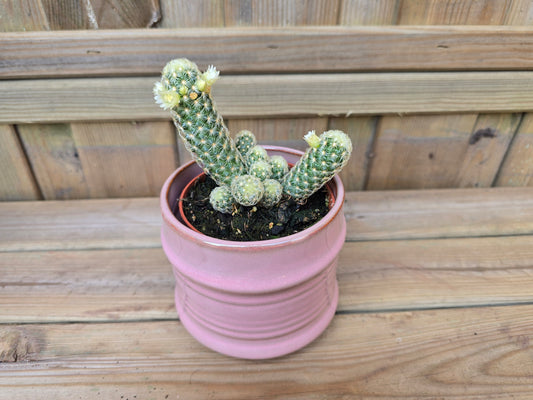 8.5cm Pink Pastel Pot with Drop-In Cactus