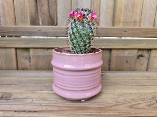 8.5cm Pink Pastel Pot with Drop-In Cactus
