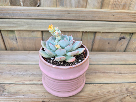 8.5cm Pink Pastel Pot with Drop-In Succulent