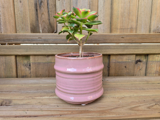 8.5cm Pink Pastel Pot with Drop-In Succulent