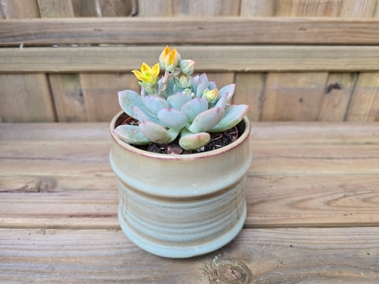 8.5cm Griege Pastel Pot with Drop-In Succulent