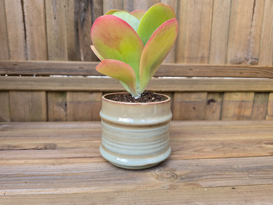 8.5cm Griege Pastel Pot with Drop-In Succulent