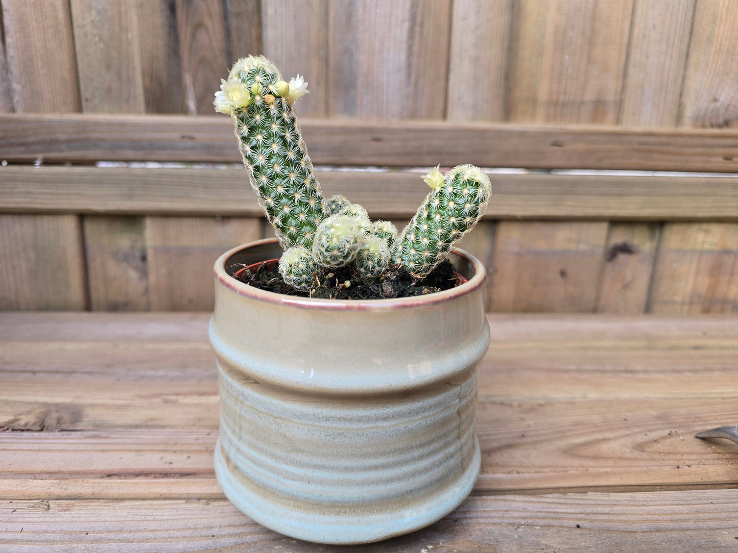 8.5cm Griege Pastel Pot with Drop-In Cactus