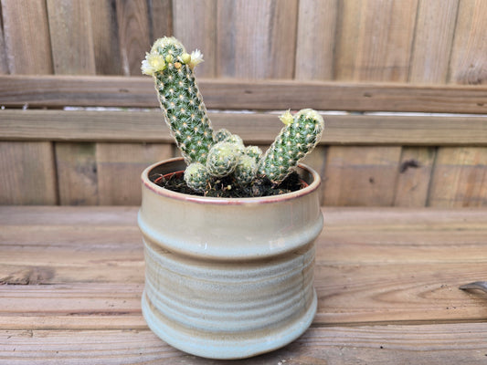 8.5cm Griege Pastel Pot with Drop-In Cactus
