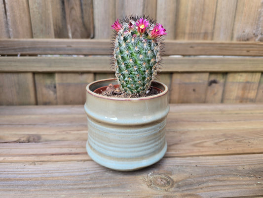 8.5cm Griege Pastel Pot with Drop-In Cactus