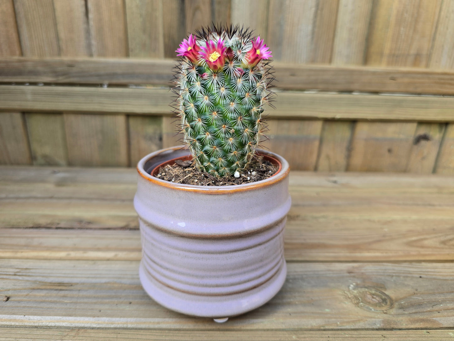 8.5cm Lavender Pastel Pot with Drop-In Cactus