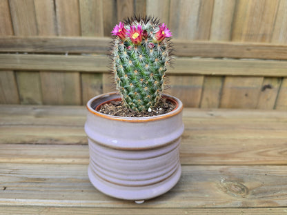 8.5cm Lavender Pastel Pot with Drop-In Cactus