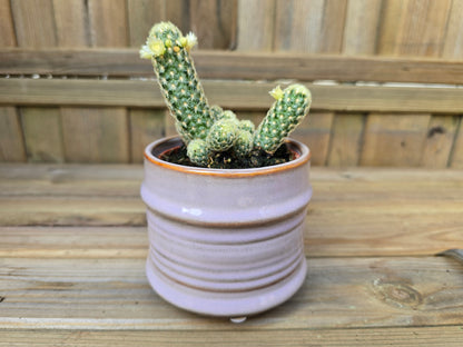8.5cm Lavender Pastel Pot with Drop-In Cactus