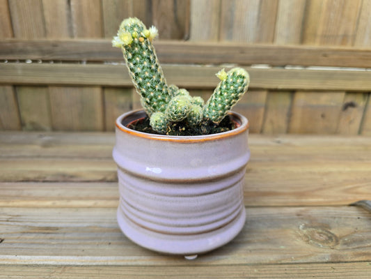 8.5cm Lavender Pastel Pot with Drop-In Cactus