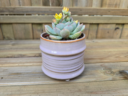 8.5cm Lavender Pastel Pot with Drop-In Succulent