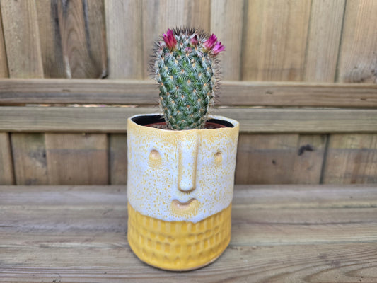 8.5cm Yellow Zamora Face Pot with Drop-In Cactus