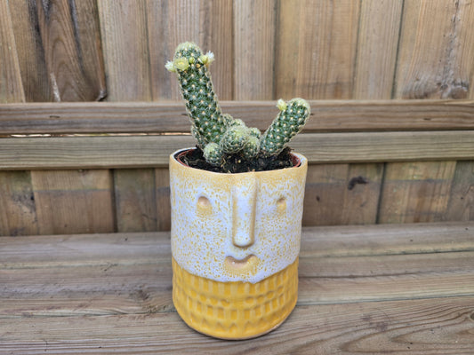 8.5cm Yellow Zamora Face Pot with Drop-In Cactus