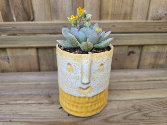 8.5cm Yellow Zamora Face Pot with Drop-In Succulent