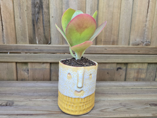 8.5cm Yellow Zamora Face Pot with Drop-In Succulent