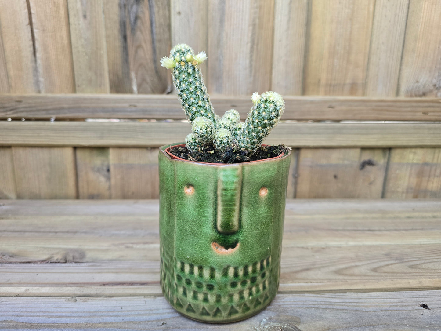 8.5cm Green Zamora Face Pot with Drop-In Cactus