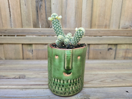 8.5cm Green Zamora Face Pot with Drop-In Cactus