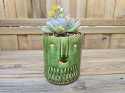 8.5cm Green Zamora Face Pot with Drop-In Succulent