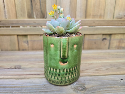 8.5cm Green Zamora Face Pot with Drop-In Succulent