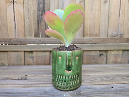8.5cm Green Zamora Face Pot with Drop-In Succulent