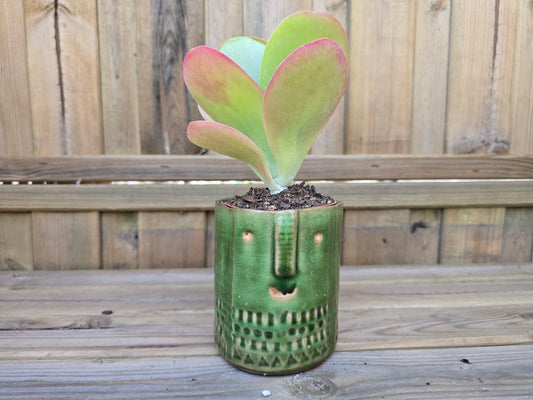 8.5cm Green Zamora Face Pot with Drop-In Succulent
