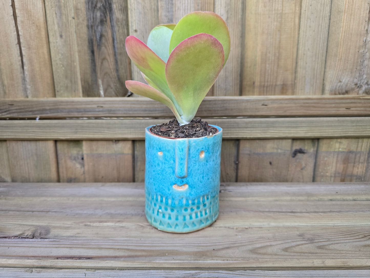 8.5cm Sea Blue Zamora Face Pot with Drop-In Succulent
