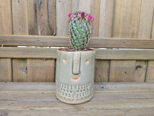 8.5cm Grey Zamora Face Pot with Drop-In Cactus