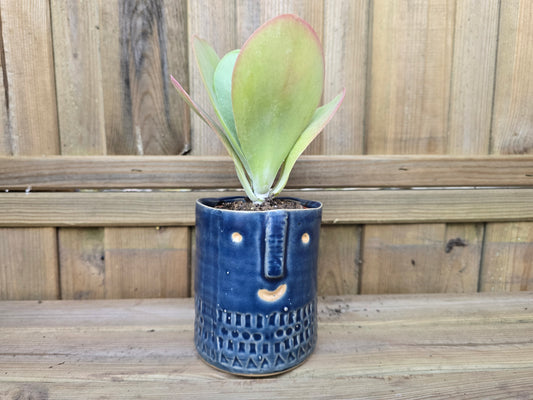 8.5cm Navy Blue Zamora Face Pot with Drop-In Succulent