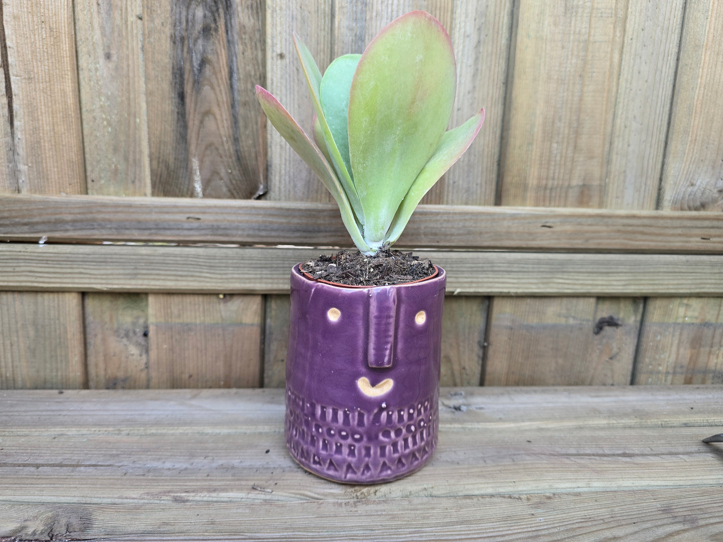 8.5cm Purple Zamora Face Pot with Drop-In Succulent